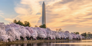 Washington dc 